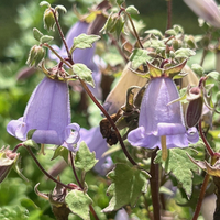 Campanula (Symphandra) zangezura